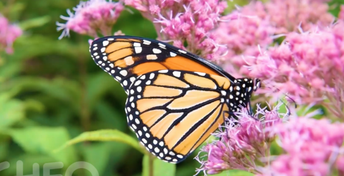 Monarch butterfly sitting on pink flowers